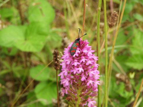 Zygaena filipendulae